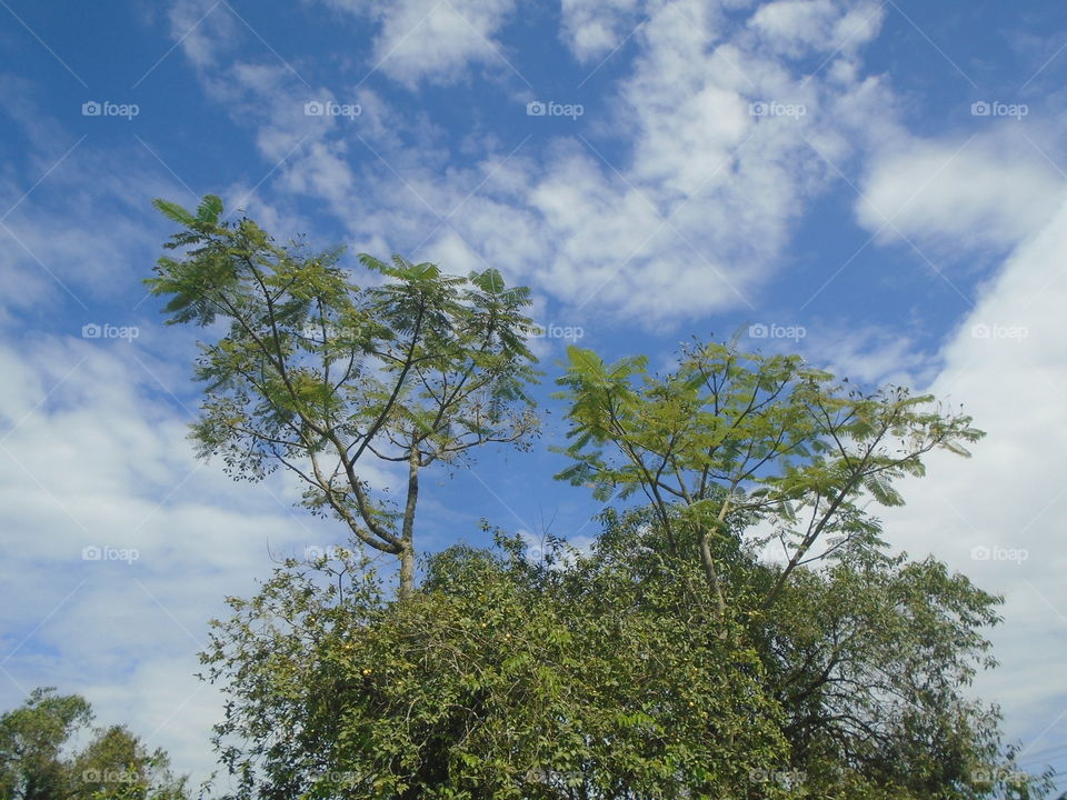 NATURE, ENVIRONMENT, FLOWER, PLANT, TREE.