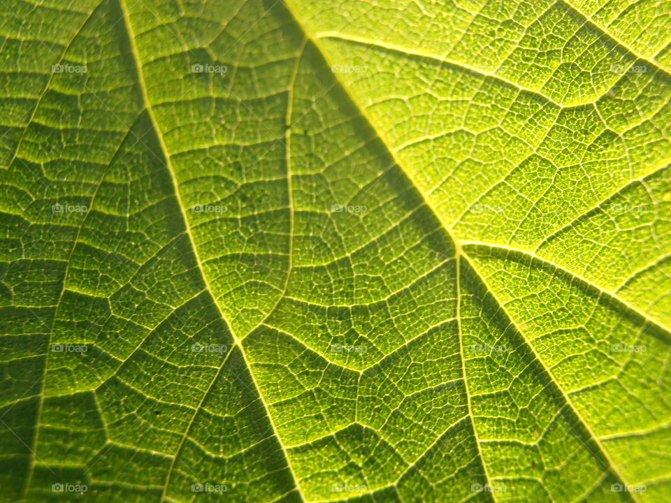 A Leaf Close Up