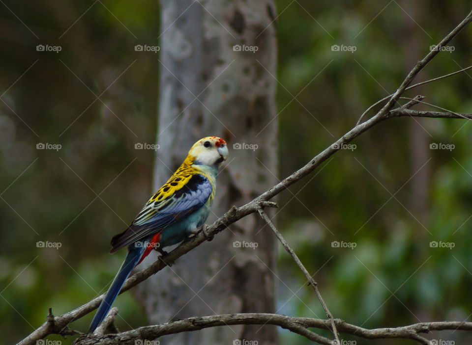 Pale Faced Rosella 