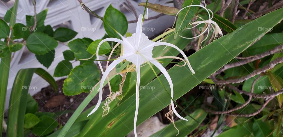 white spider plant
