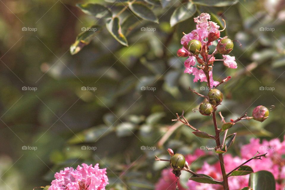 Pink flower with green leaves blossoming