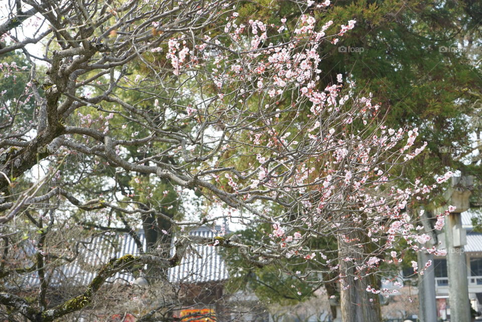 Japanese plum Sakura blossom 