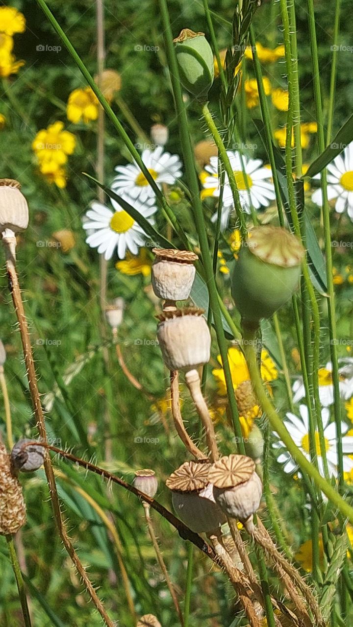 Wild summer flowers