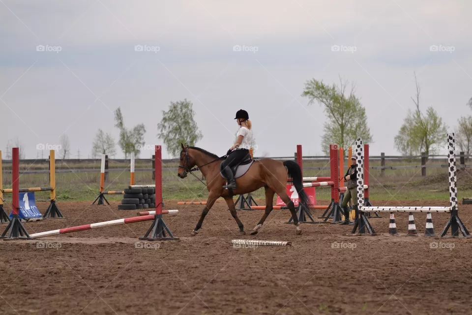 Horses