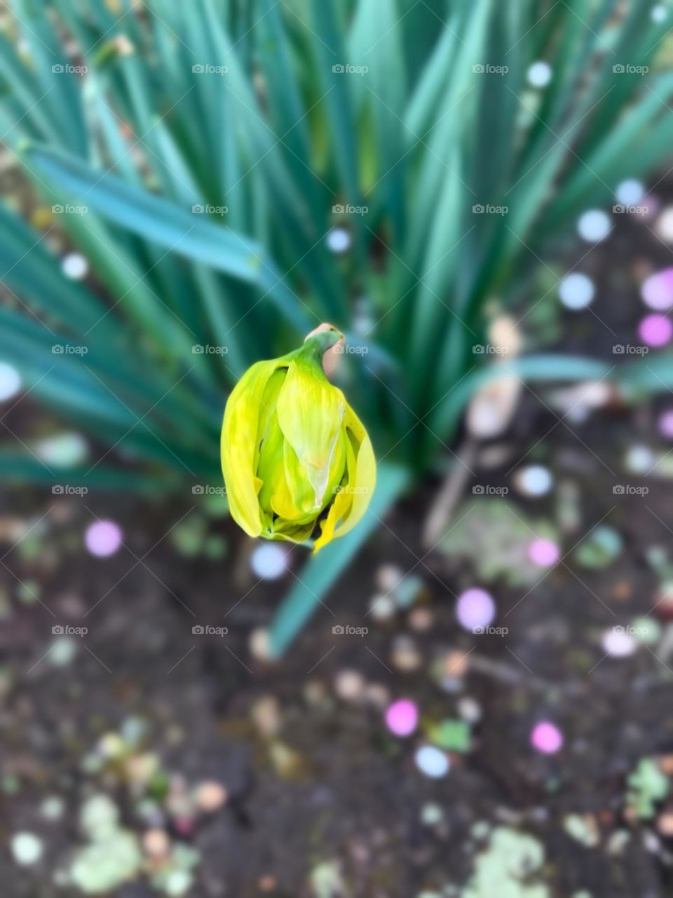 Daffodil bud
