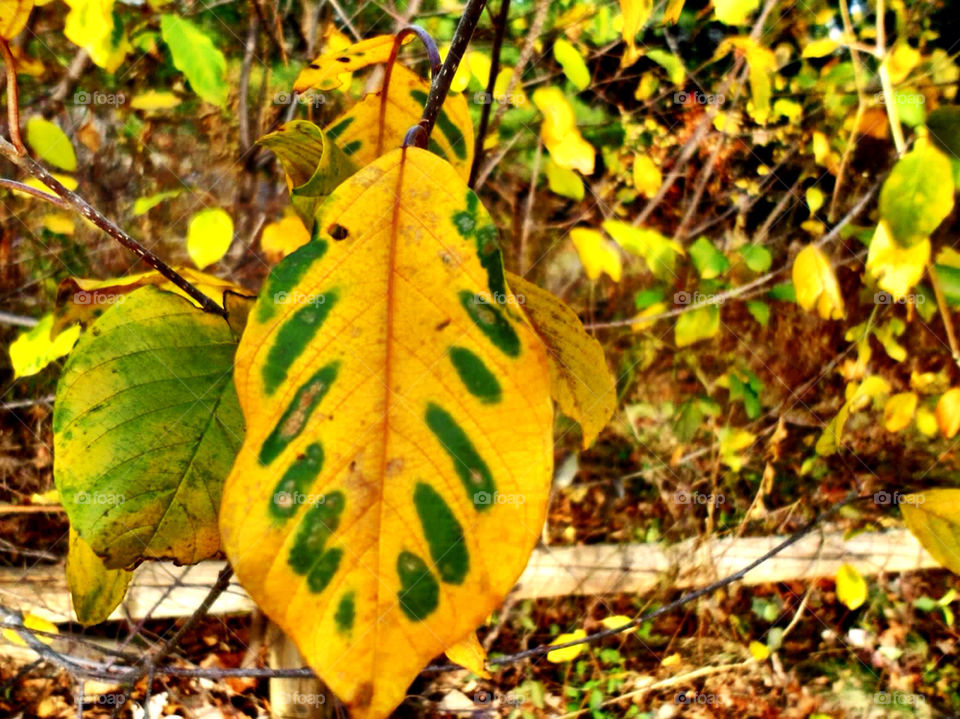 leaves leaf fall autumn by jmh