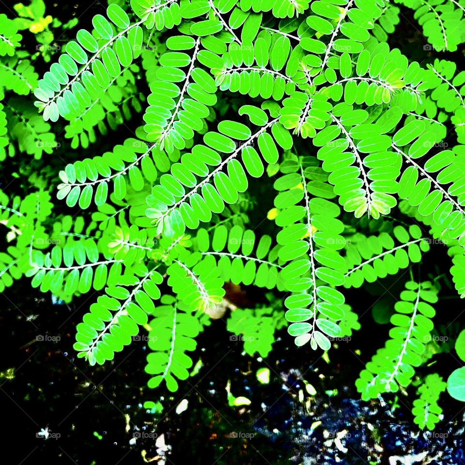 Phyllanthus niruri 