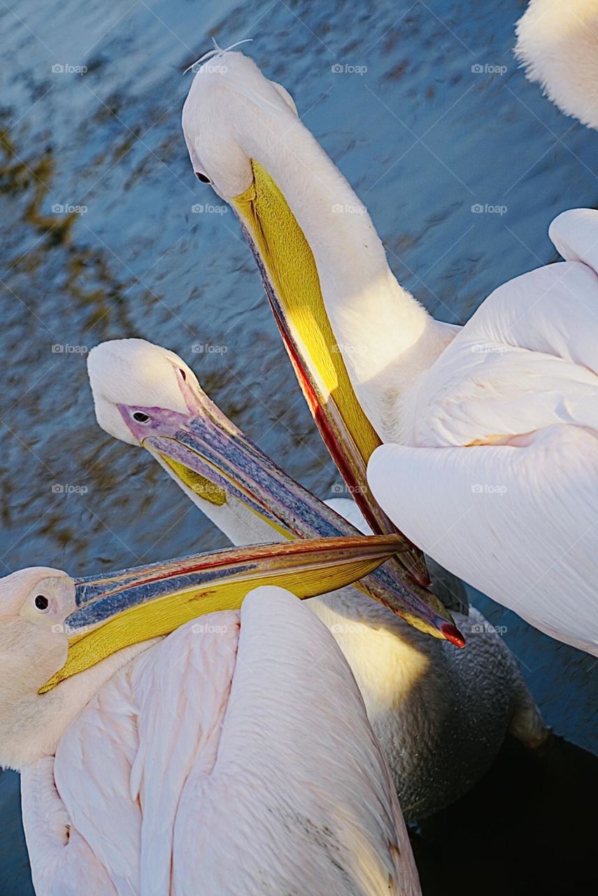 Pelicans