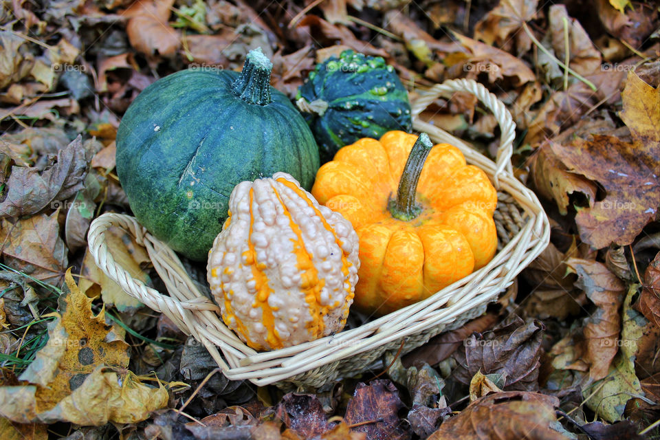 nature leaves autumn fruit by twilite