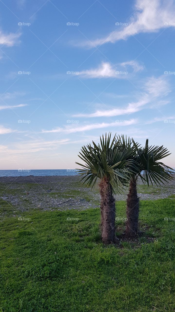 palm on the beach