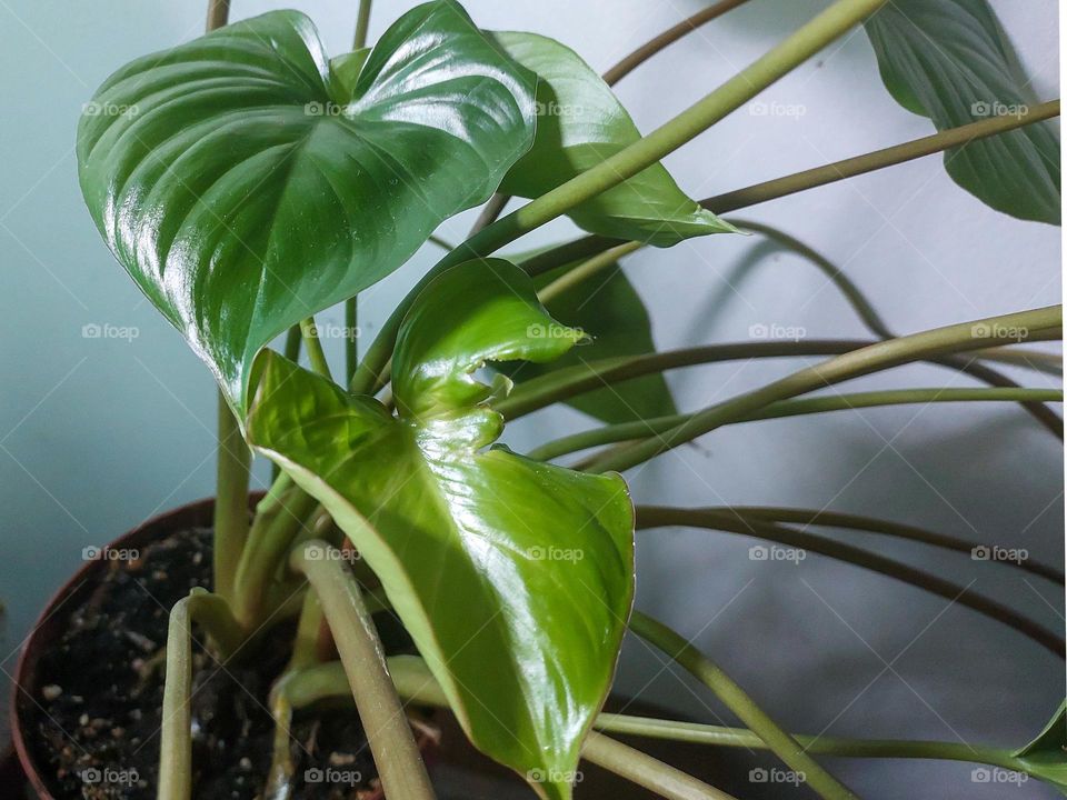 Hiladendron plant in a pot