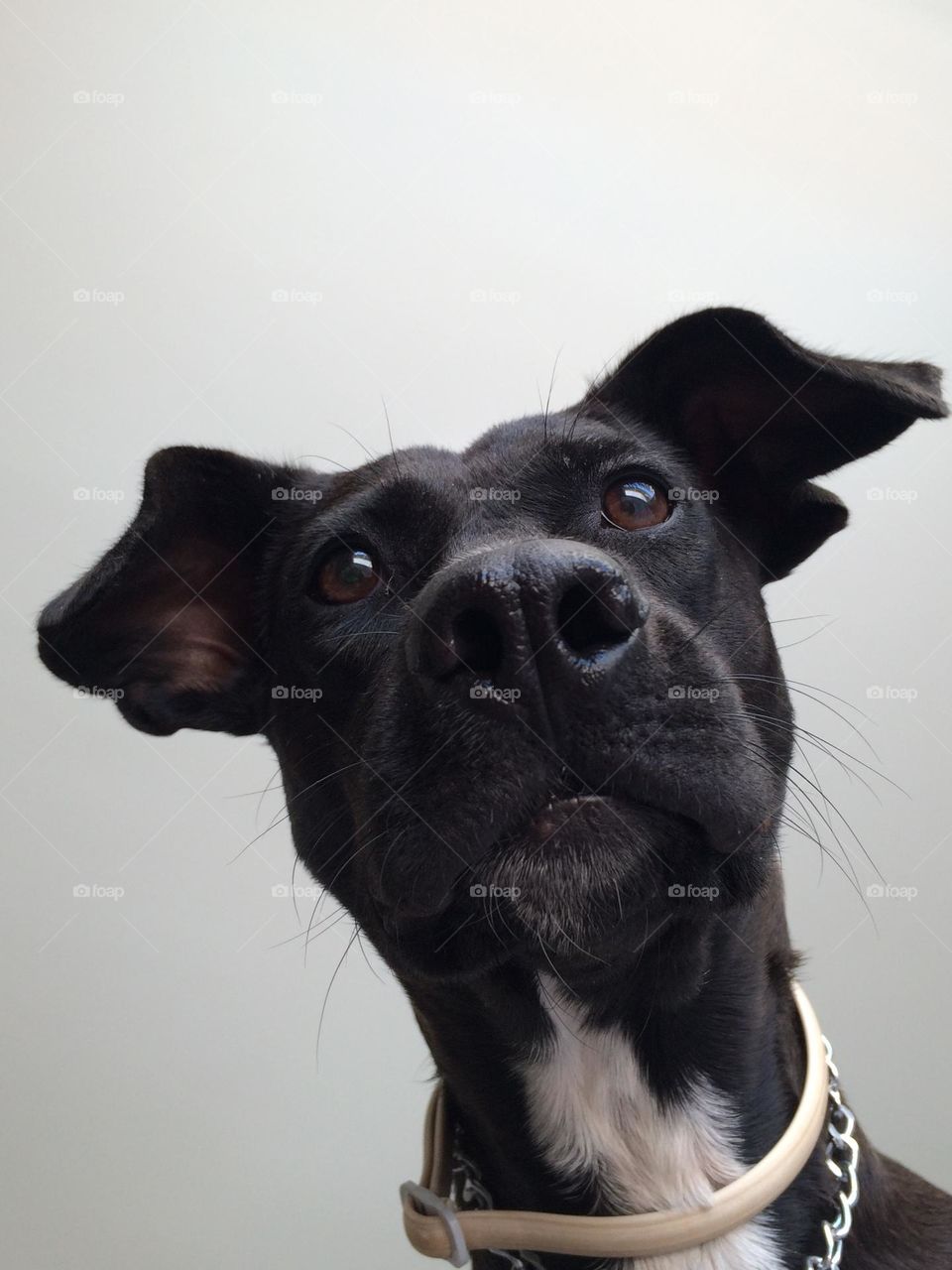 A close up of a black and white mongrel who wants attention and stares down at her human that was sleeping in bed
