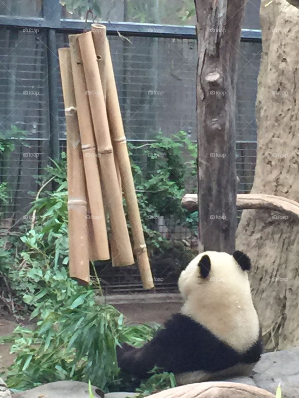 Panda. Zoo