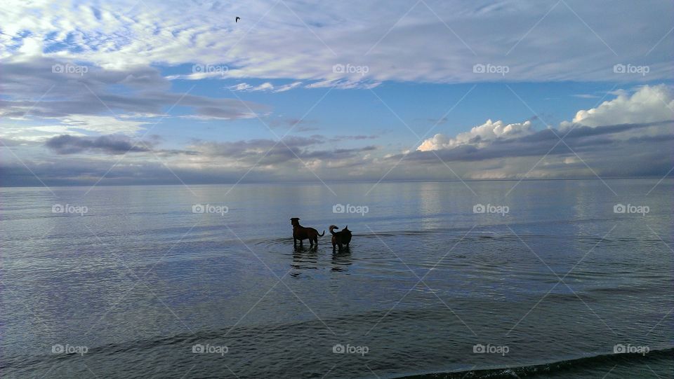 Dog silhouettes at Urangan beach. Hervey Bay, QLD