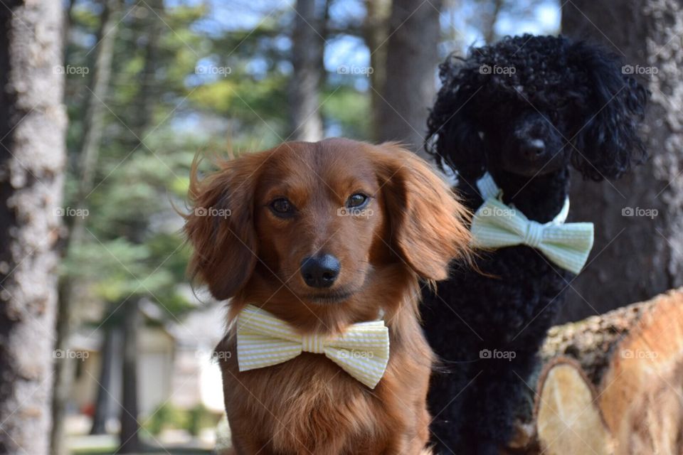 Dapper Boys 