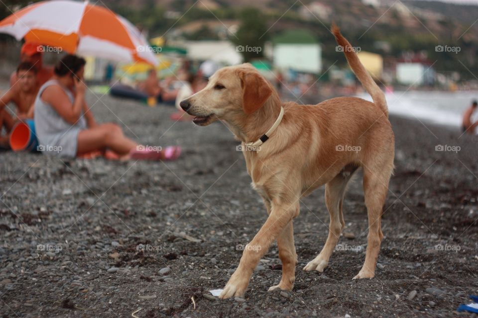 Smiling dog at the seaside