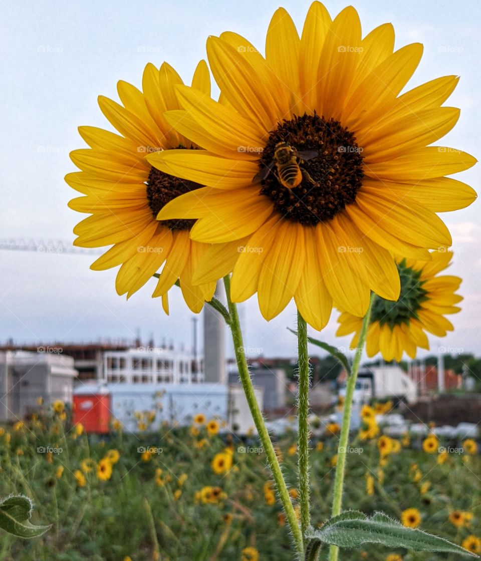 Sunflowers and Bumble Bee