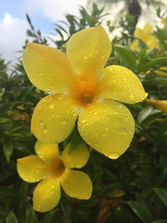 Flower 