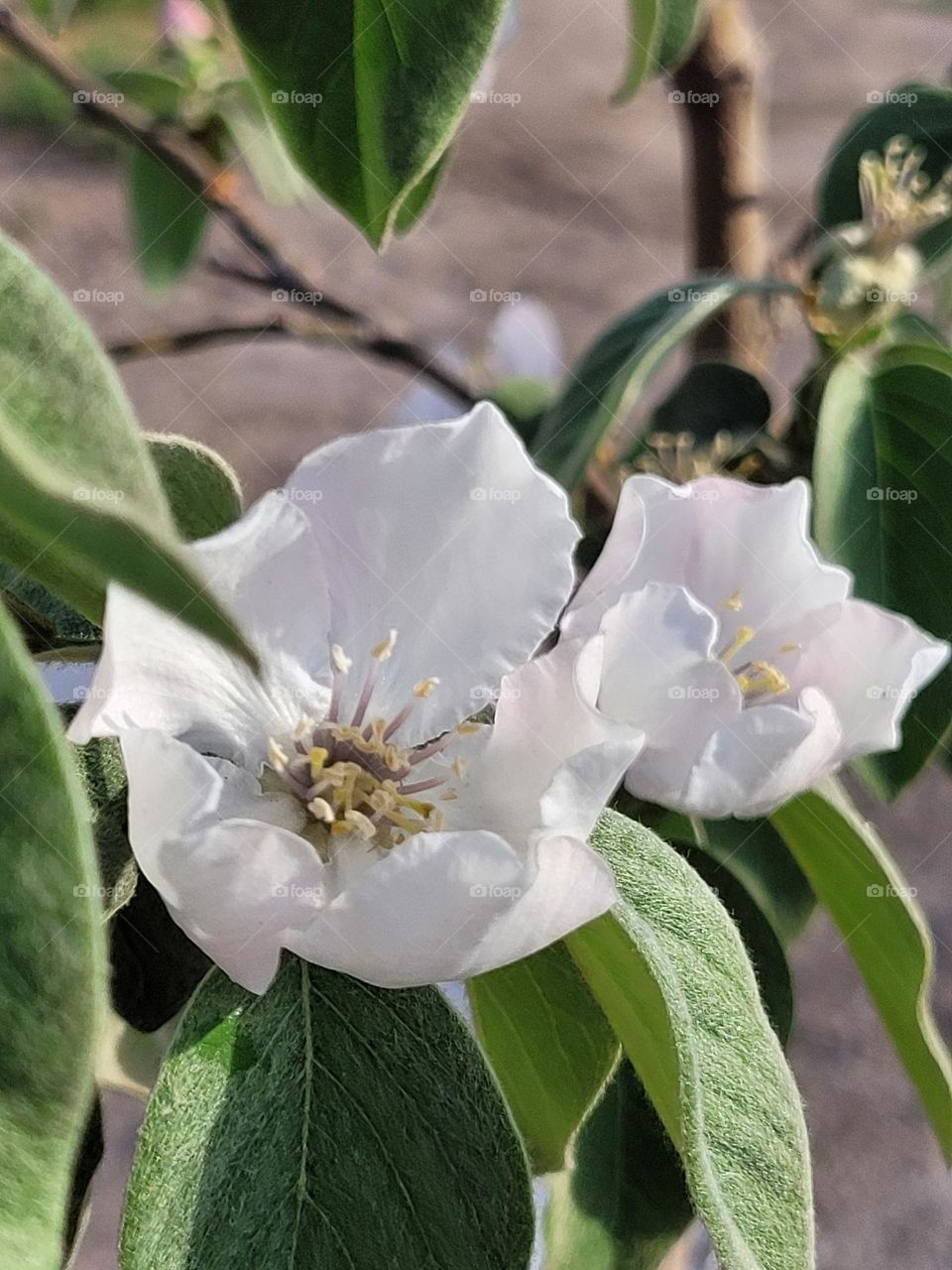 flor de la planta de membrillo