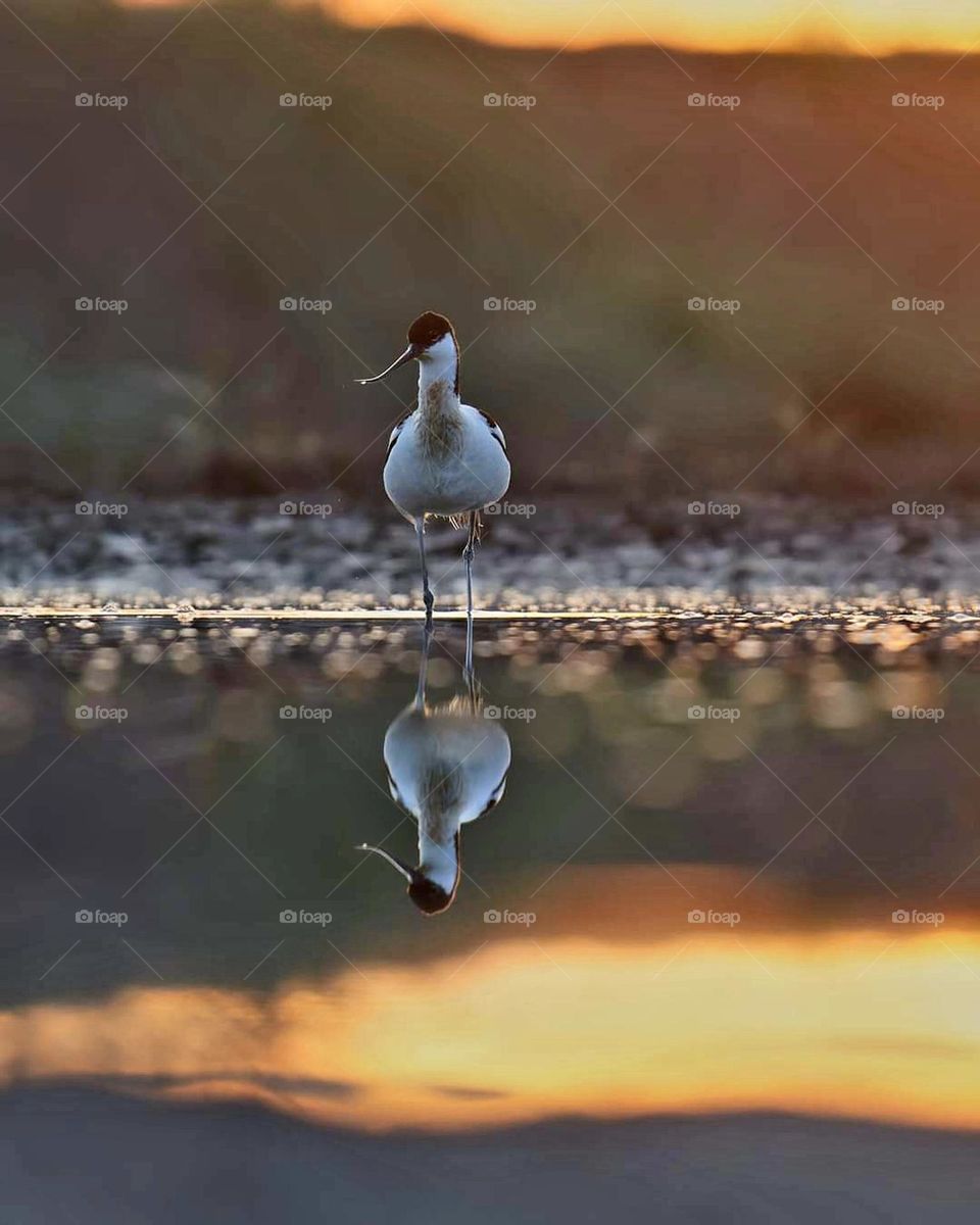 Close up on an Avocet and its reflection under a sunset on the edge of the pond of Sarzeau