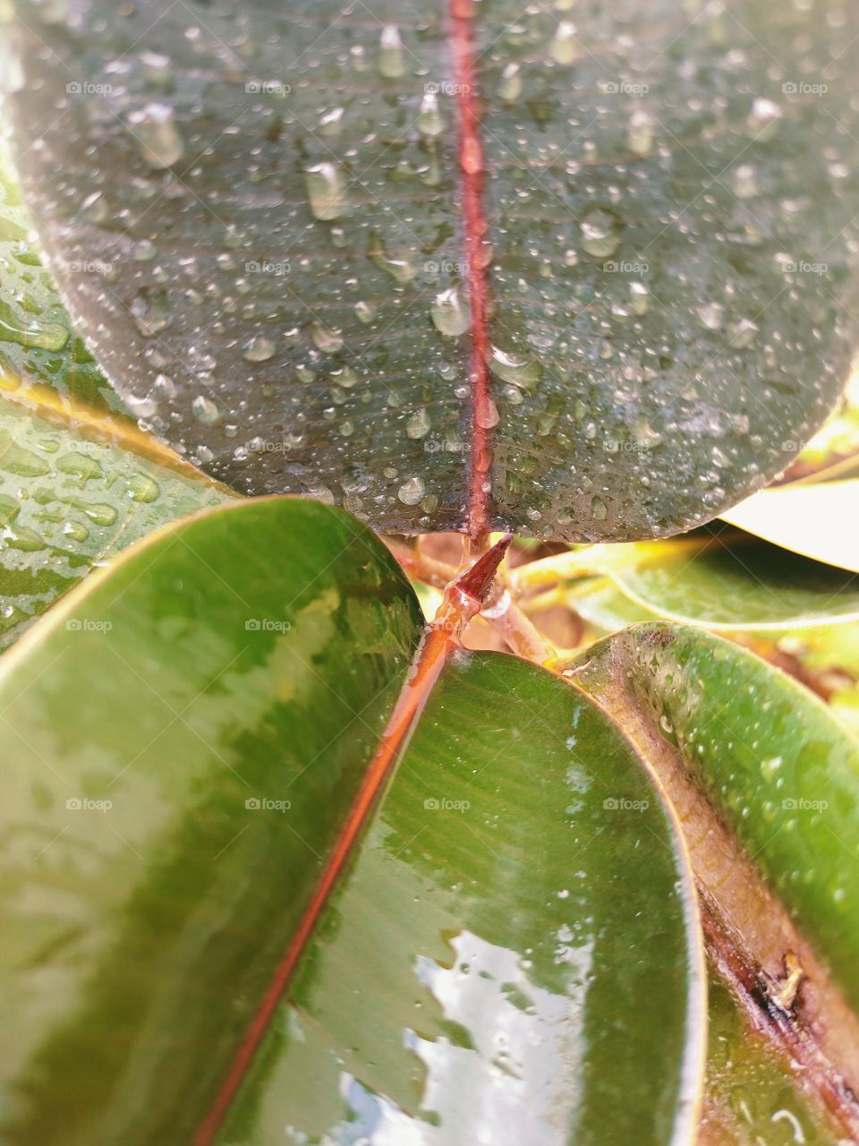rubber tree plant