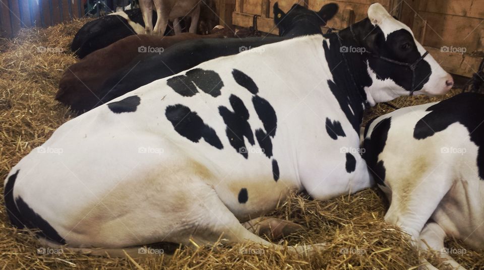 Farm Animals. Cattle at the Fair