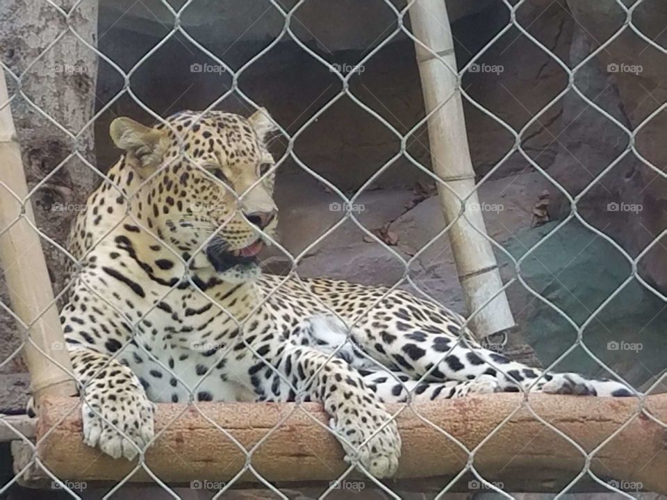 Secret Garden Leopard