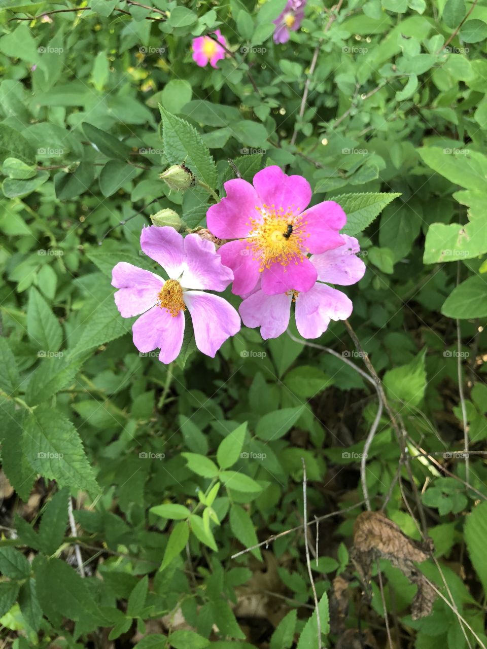 Wildflowers 