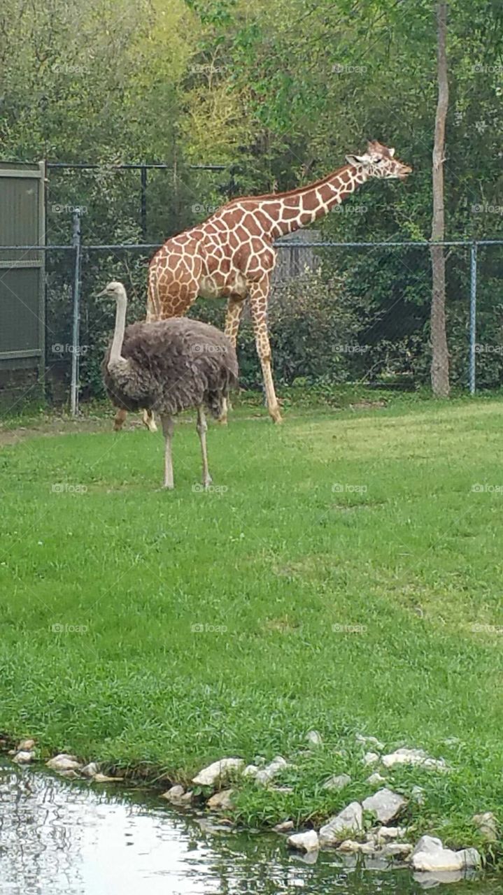 Ostrich & Giraffe