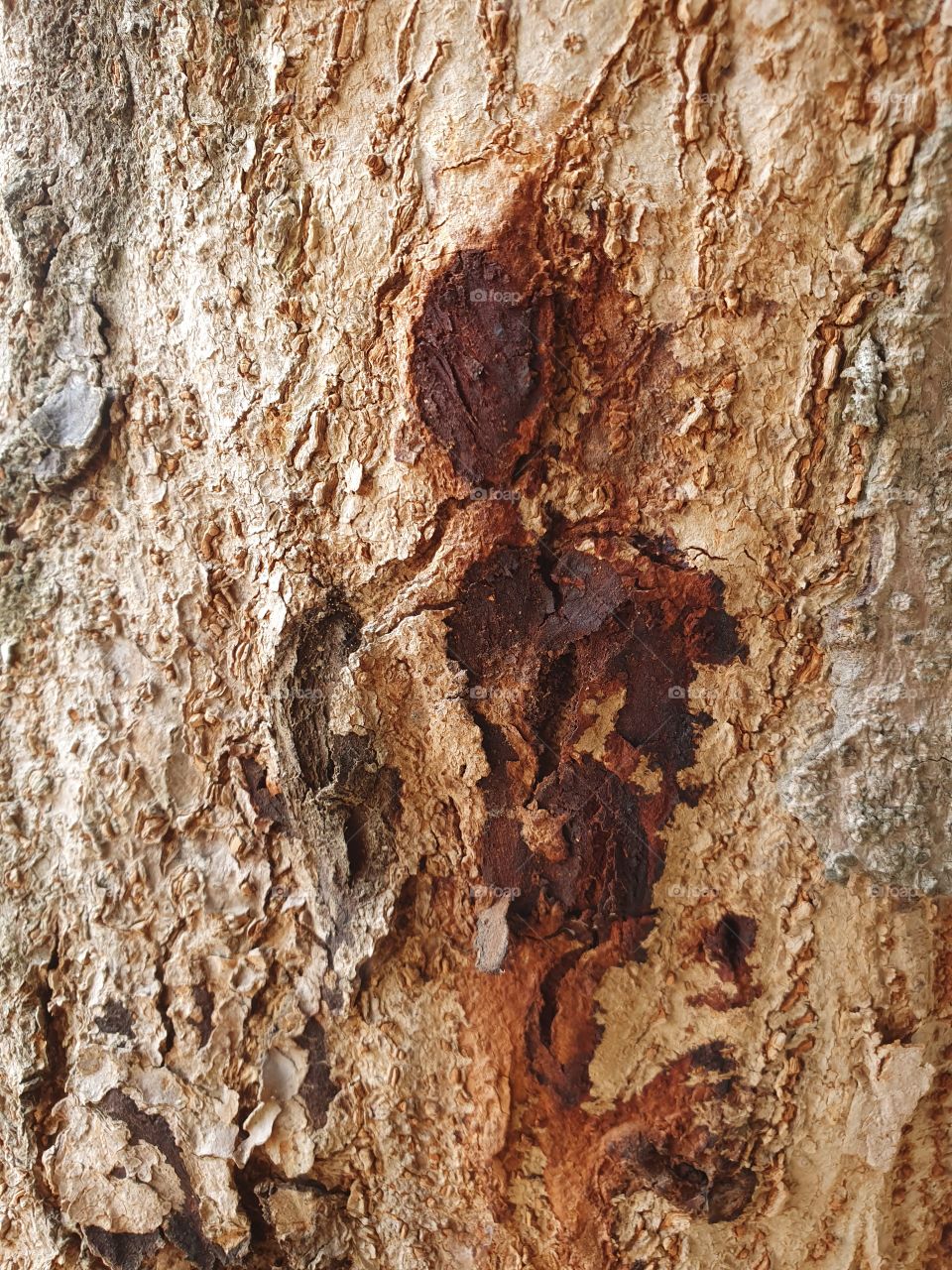 tree bark surface