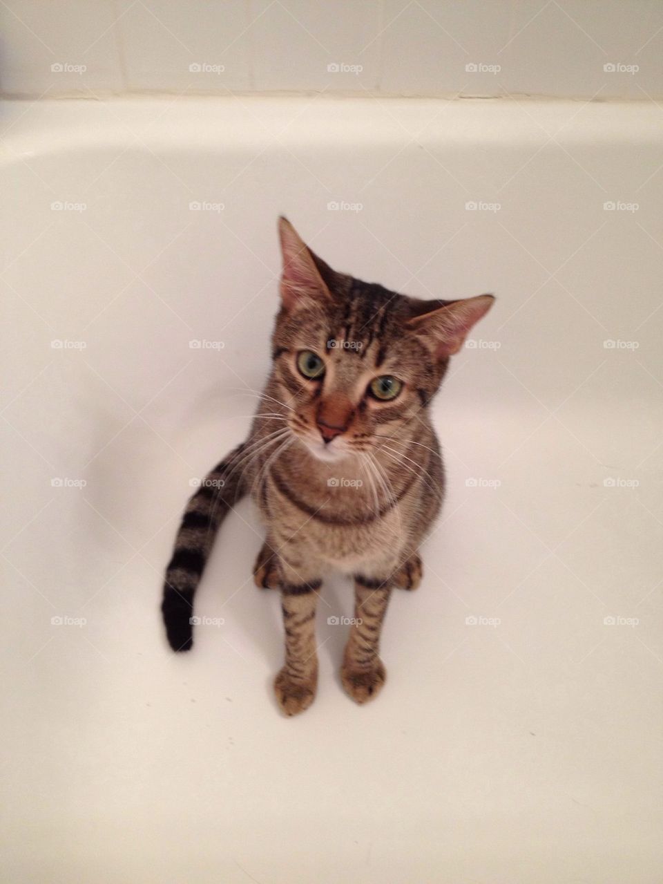 Cat in tub 