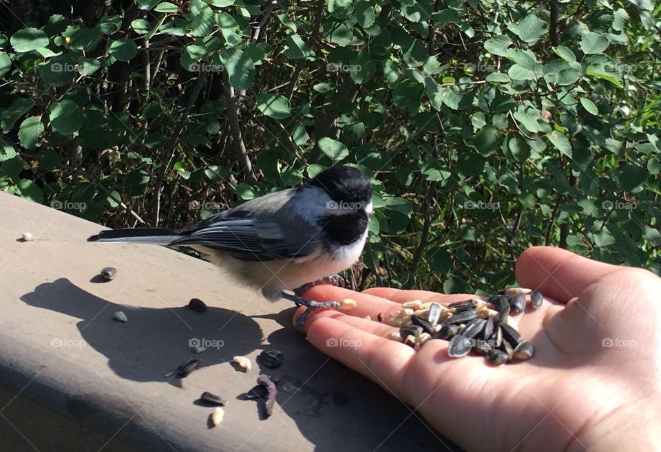 Bird, Wildlife, Nature, Outdoors, One