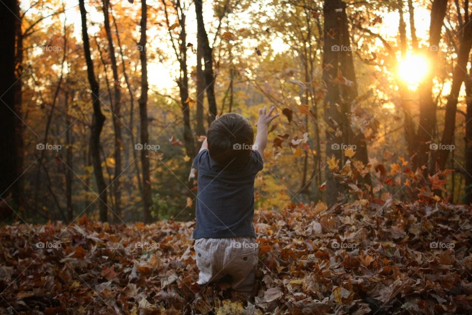 Fall, Wood, Leaf, Tree, Park