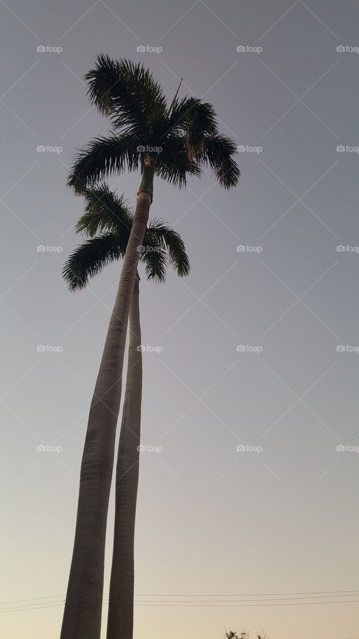 palm trees