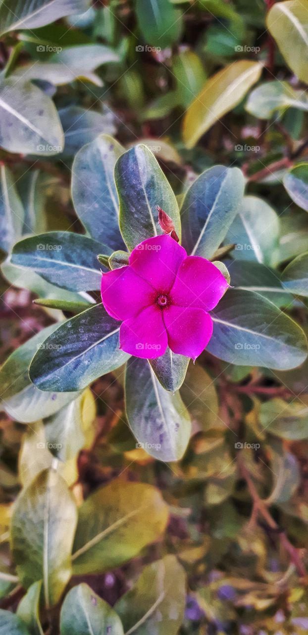 Where life plants you, bloom with grace.
In love with this purple!