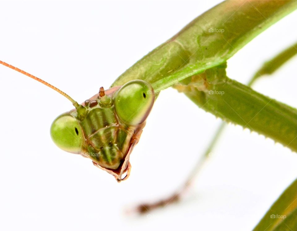 Green praying mantis closeup