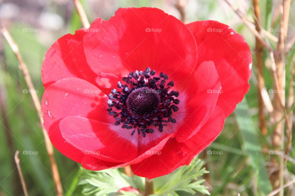 Anemone