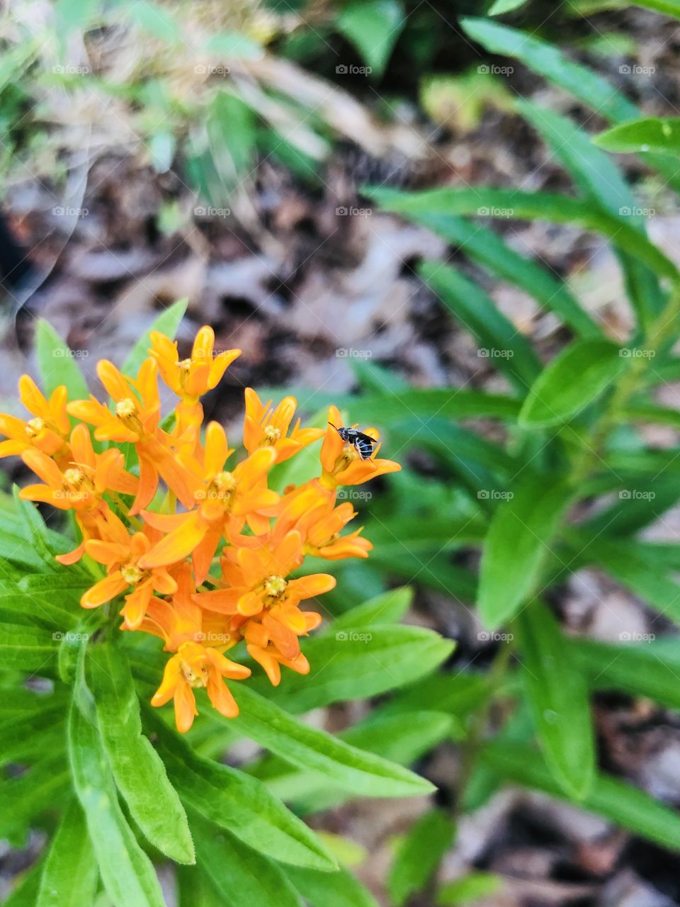 Pollinator on orange milkweed 