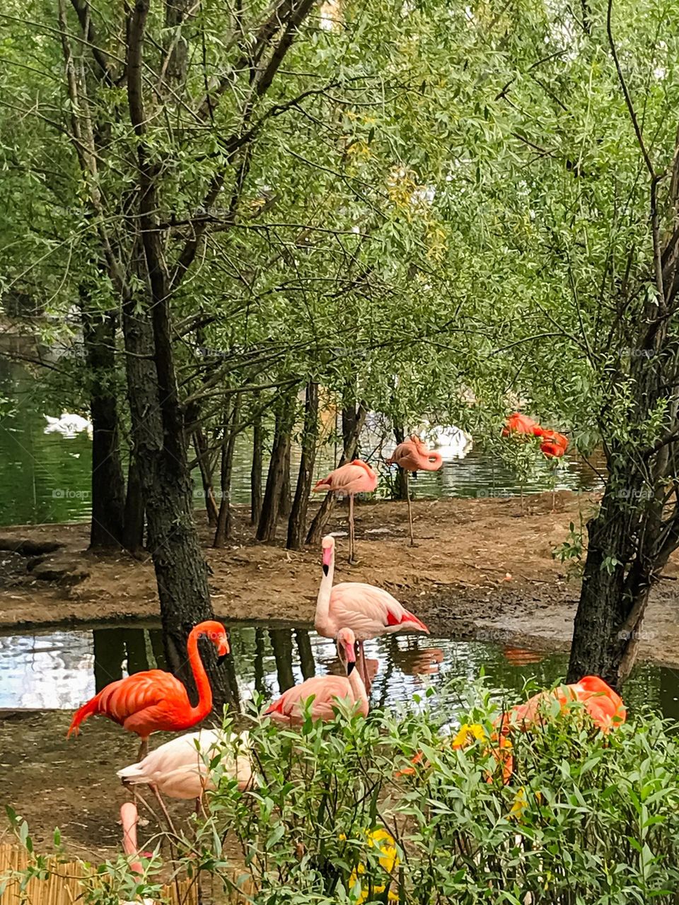 Pink flamingos by the water