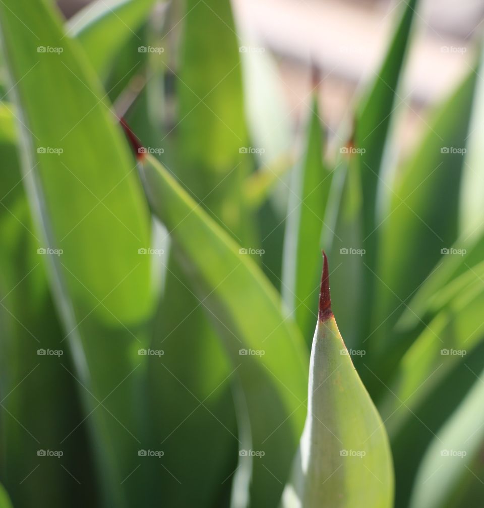 Green Aloe vera plant