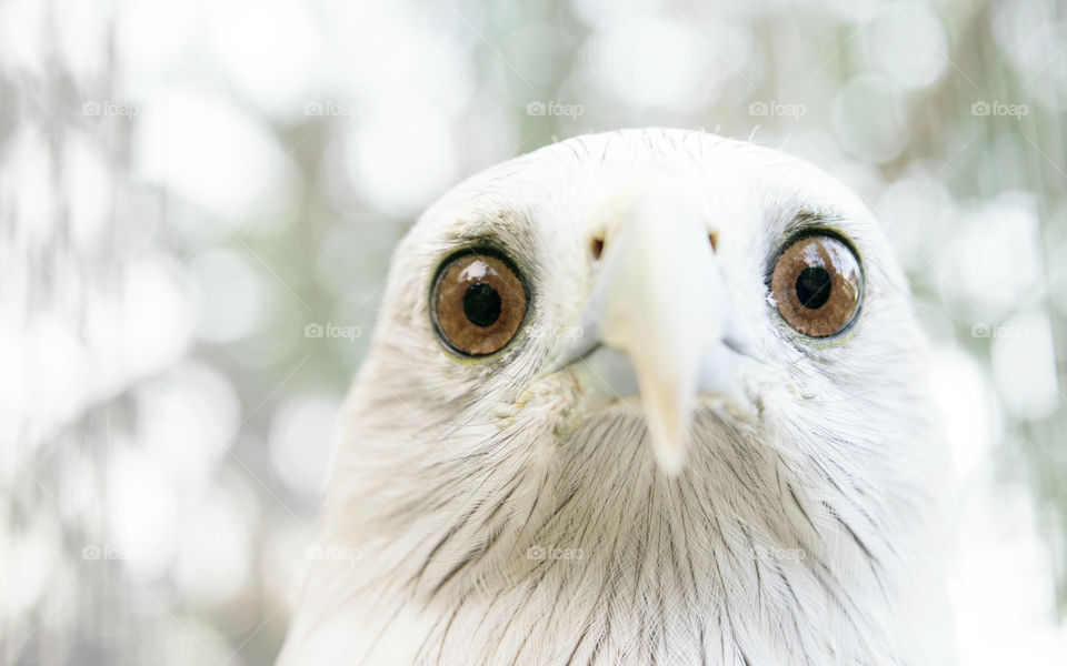 Close-up of a eagle