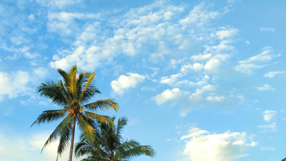 coconut leaves and blue sky