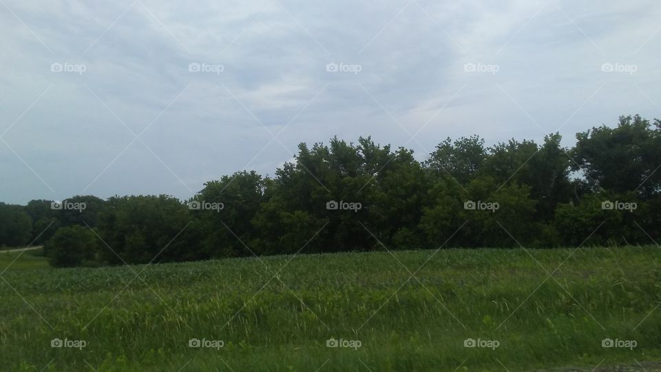 Landscape, Tree, Field, Environment, Hayfield