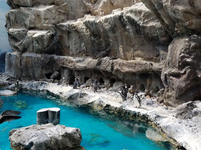 The pingun's place