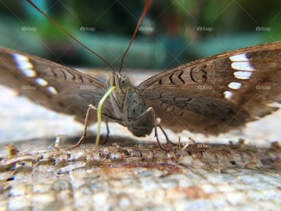 A beautiful moth