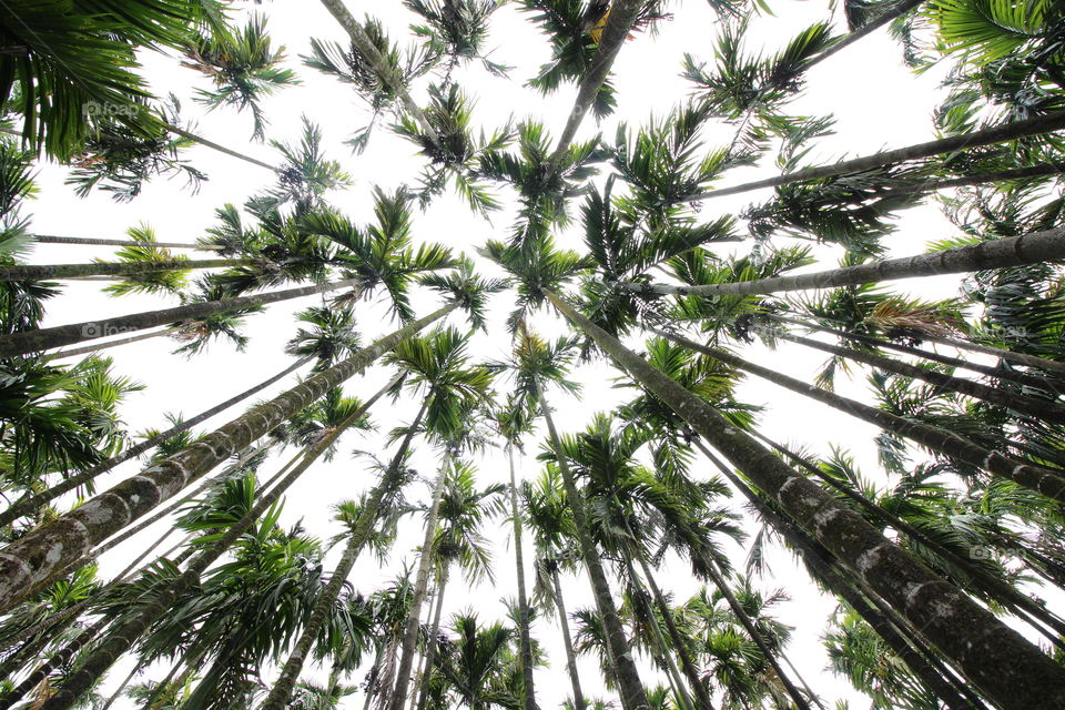 Low angle view of areca palm tree