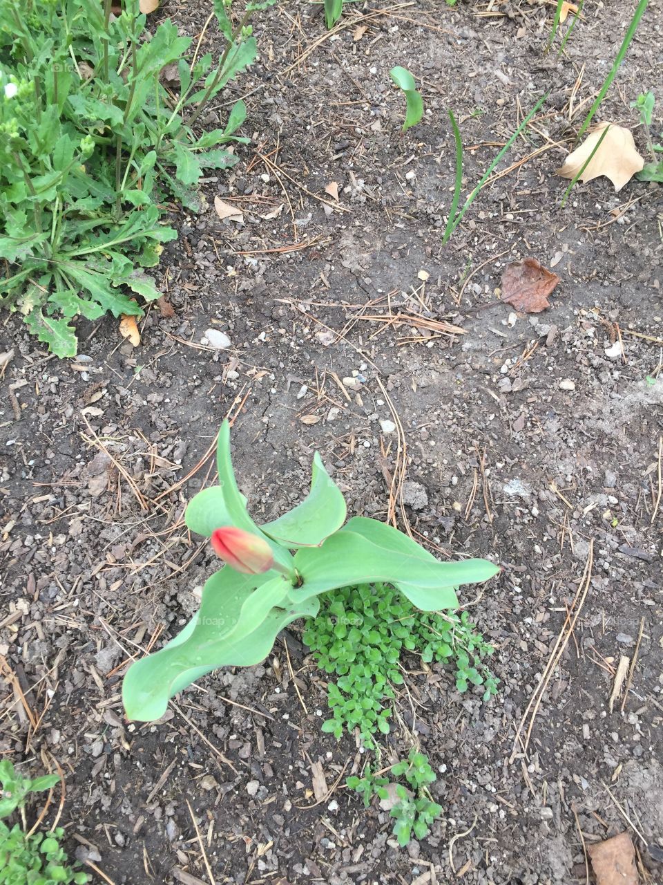 Blooming Tulip, Red Pigment, Red Petals, Budding Tulip, Greenery, Autumn Leaves in Spring, Spring and Summer, Beauty, Spring as a rejuvenation. 