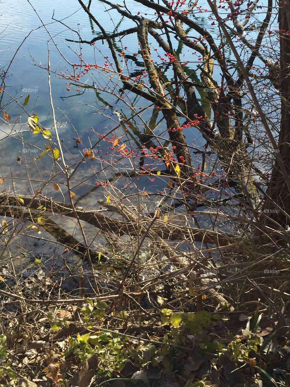 Through the Trees in the forest near my Ohio home