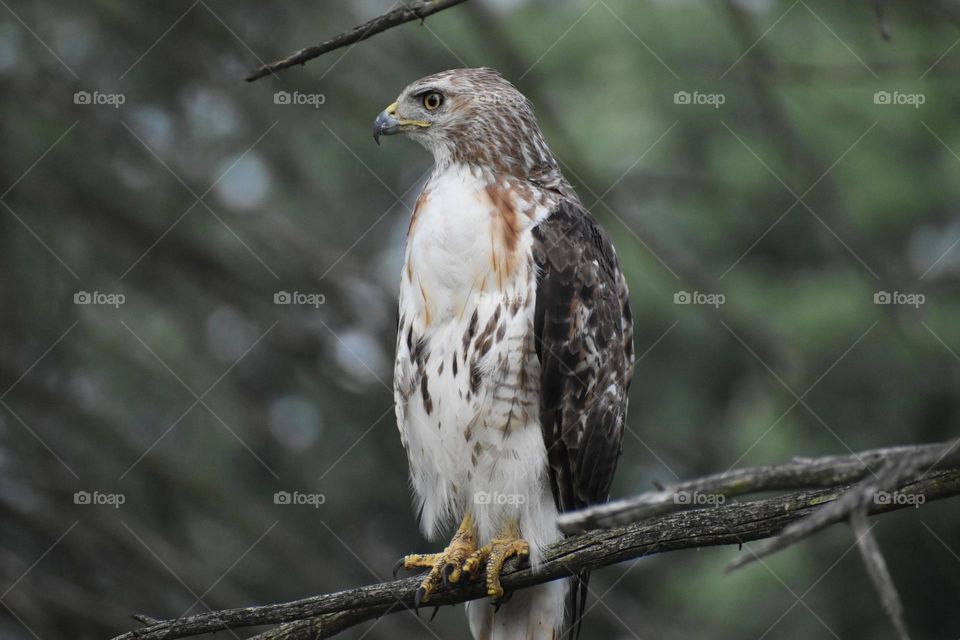 A hawk looking for prey
