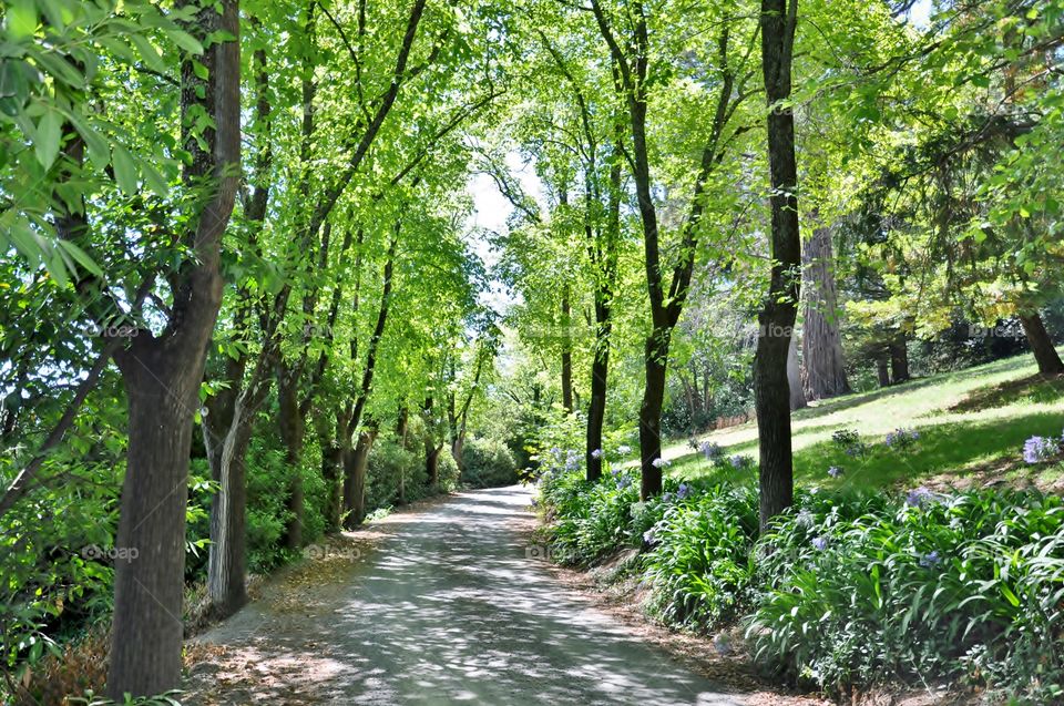 Road passing through the forest